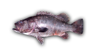 Bass