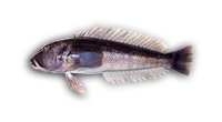 Blue Cod