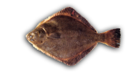 Sand Flounder
