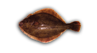 Yellow Belly Flounder