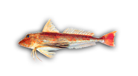 Red Gurnard