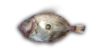 John Dory