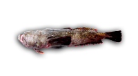 Monk Fish