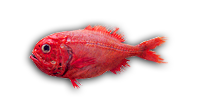 Orange Roughy