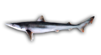 School Shark