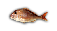 snapper