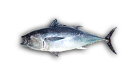 Blue Fin Tuna