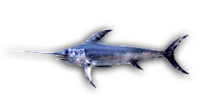 Broad Bill Swordfish
